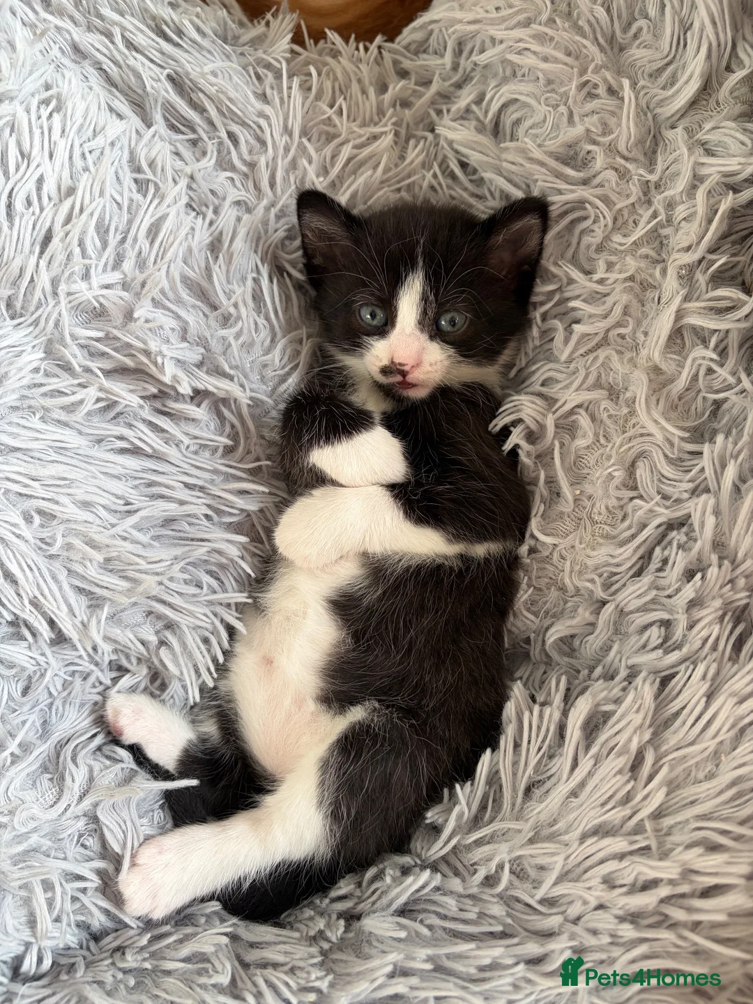 Mixed Breed cats for sale: Kitten ready to go  - Advert 6