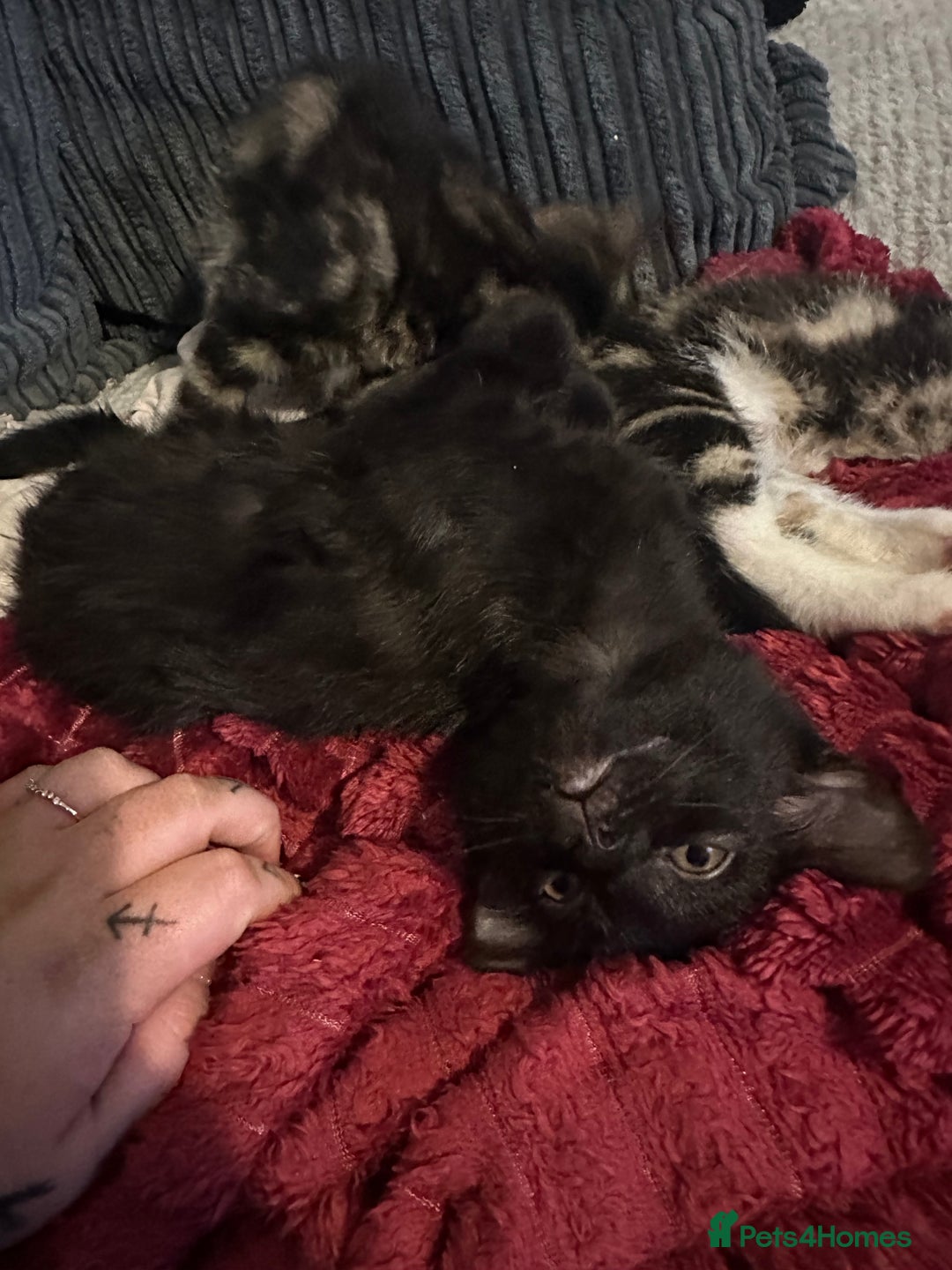 Domestic Shorthair cats for sale: beautiful kittens for loving new homes immediately - Advert 5