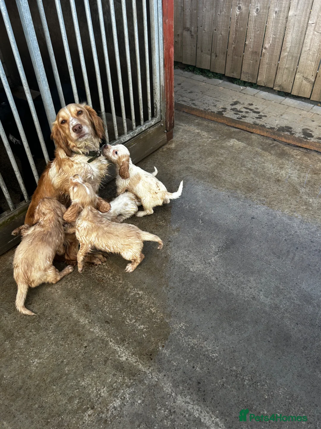 Cocker Spaniel dogs for sale: Working cocker spaniels - Advert 26
