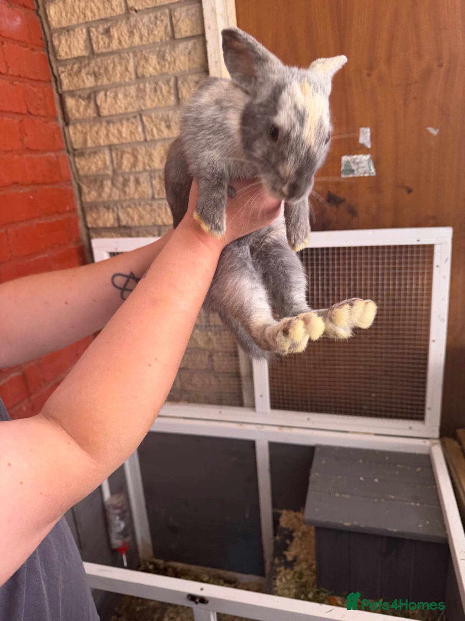 Dwarf Lop rabbits Mini lops for sale  - Advert 4