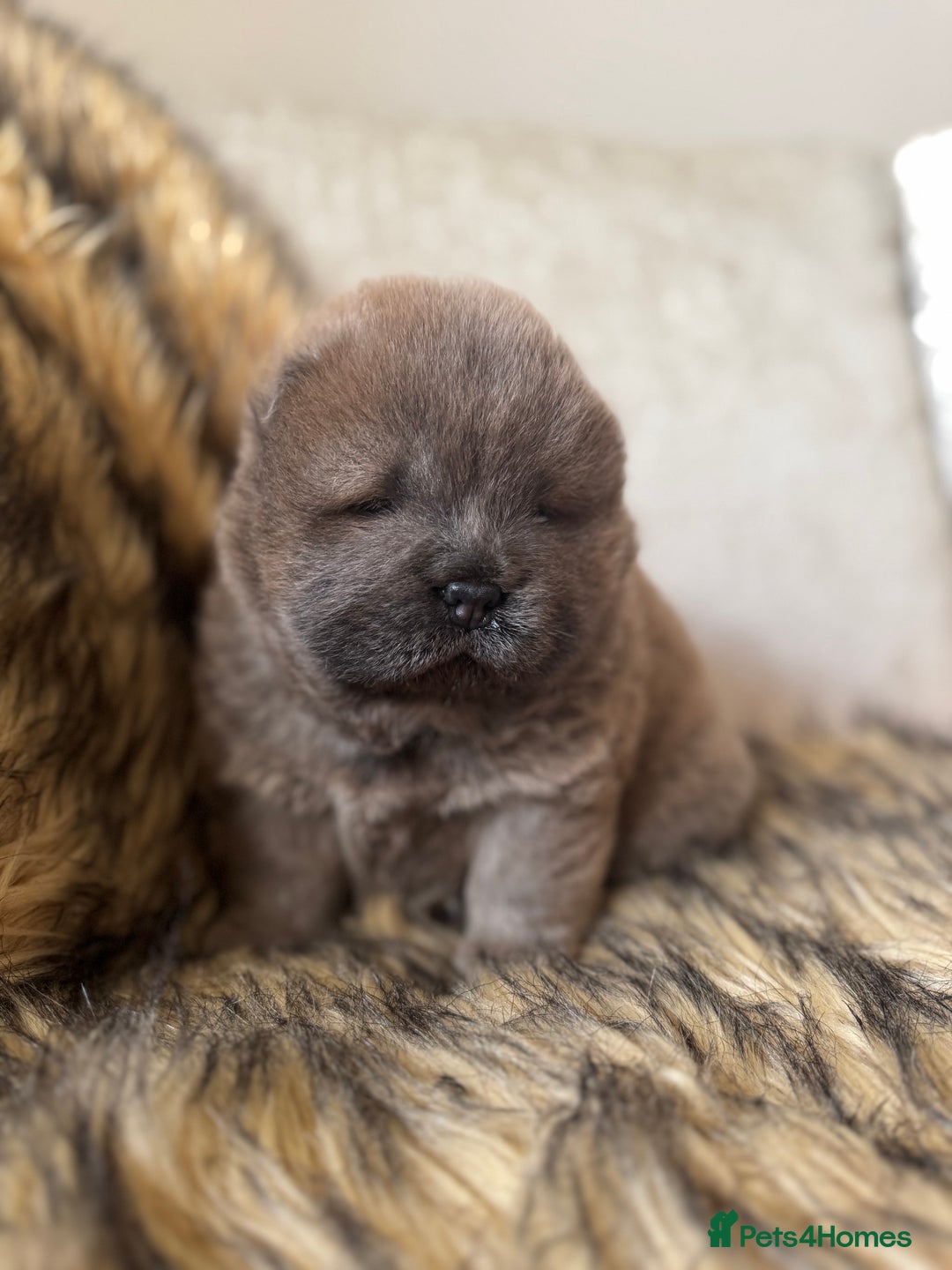 Chow Chow dogs for sale: Show Quality Chows  - Image 12