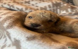 Cavapoochon dogs for sale: Teddy bear Cavapoochons health tested lineage - Advert 8