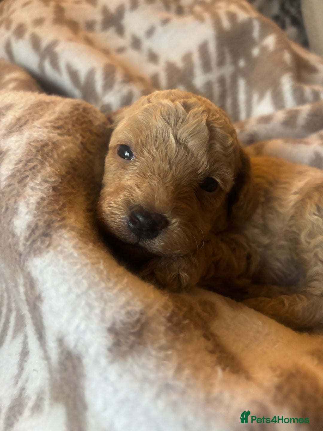 Cavapoochon dogs for sale: Teddy bear Cavapoochons health tested lineage - Advert 8