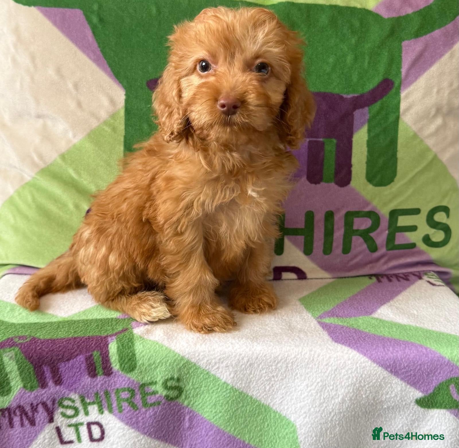 Cockapoo dogs F1 mini Cockapoo’s 30 dna health tested clear  - Advert 1