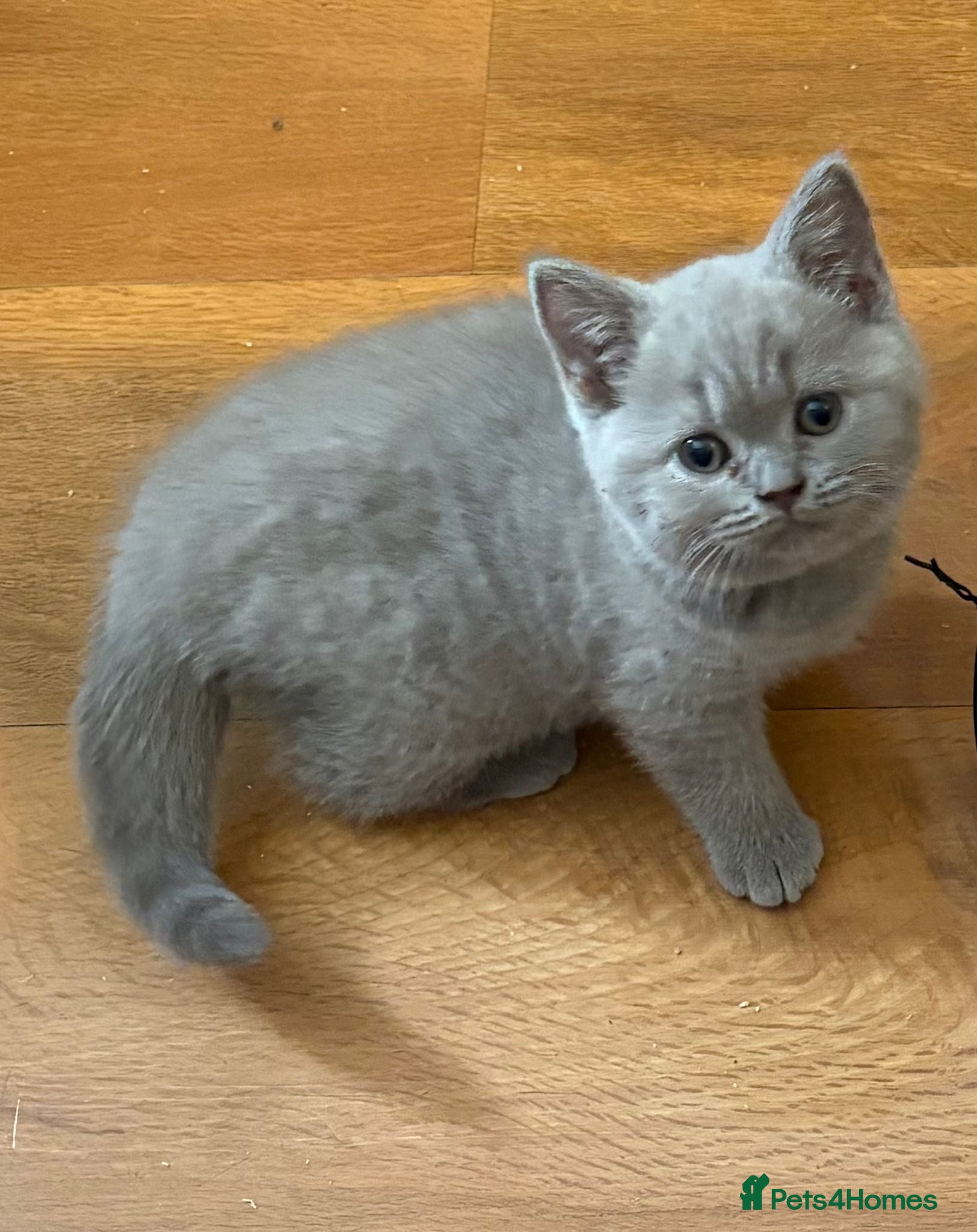 British Shorthair cats Five beautiful BSH  babies available mid Septemebr - Advert 1