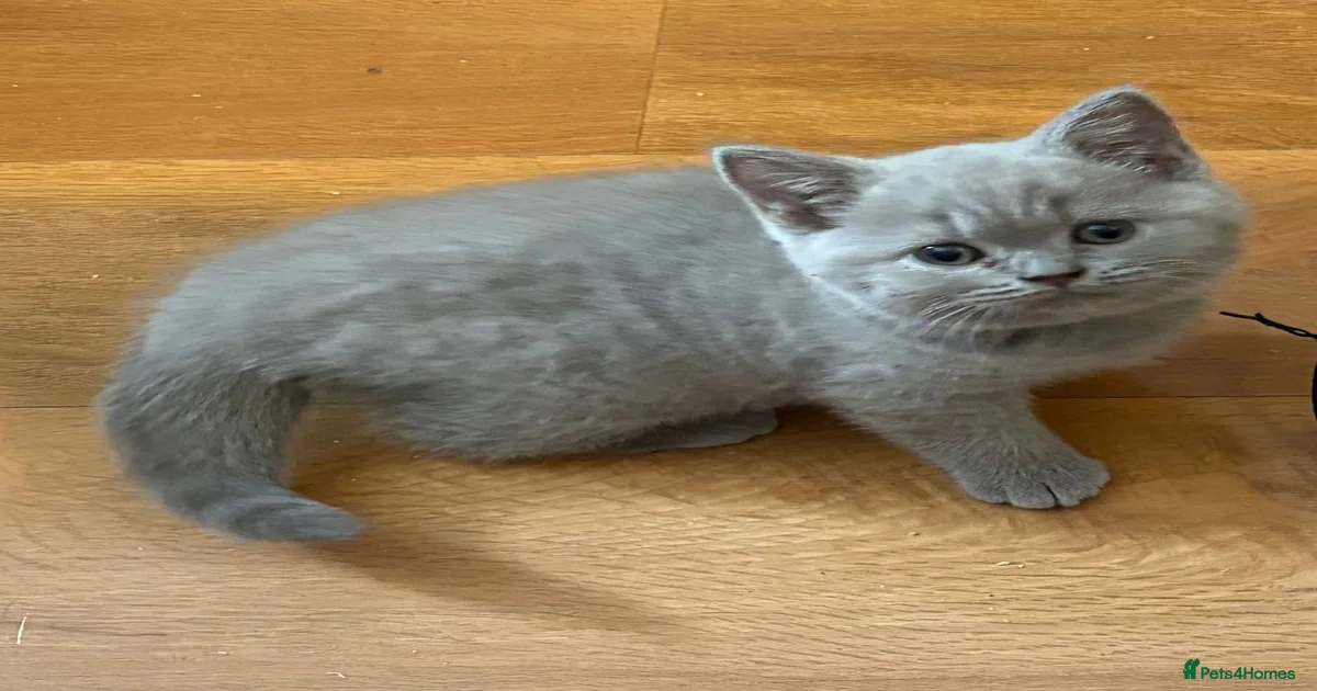 kittens-for-sale-pets4homes