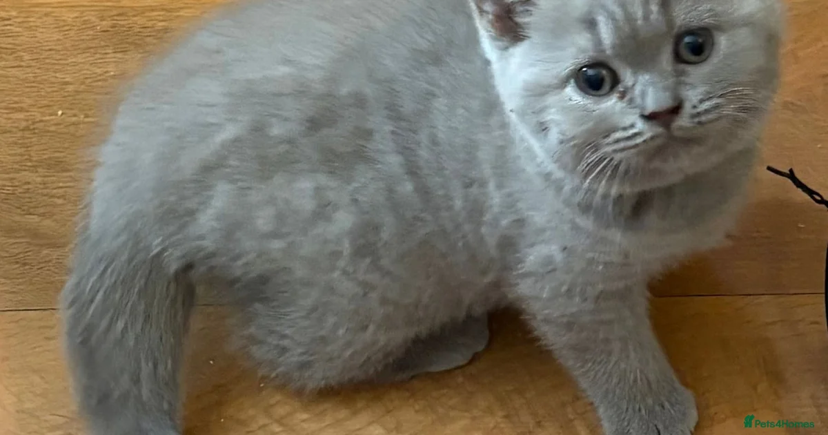 Kittens For Sale Pets4Homes kittens-for-sale-pets4homes