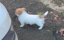 Jack Russell dogs for sale: Lovely Rough Coated Small Jack Russells  - Advert 4