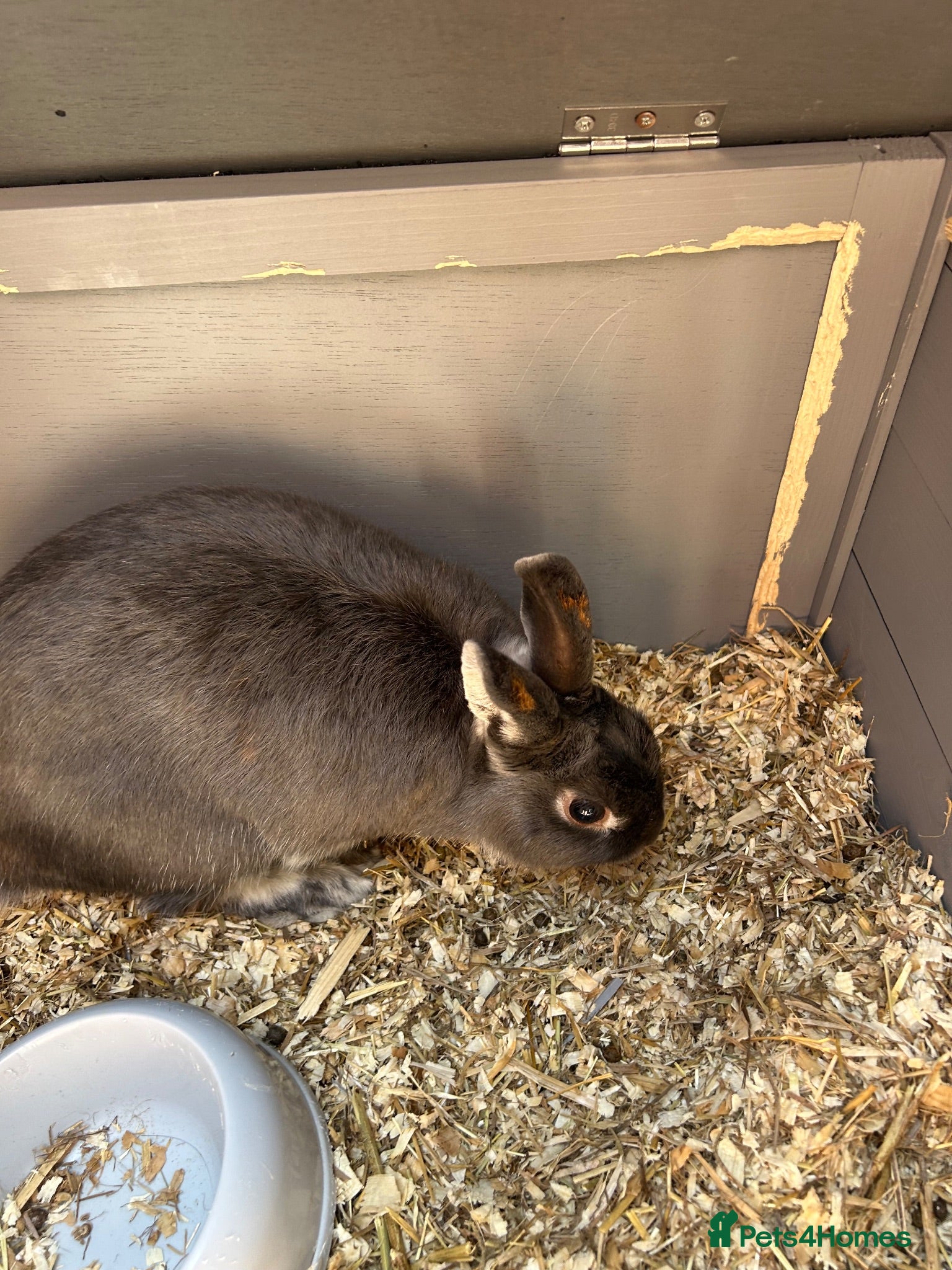 Mixed Breed rabbits Buddy  - Advert 6