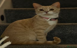 Mixed Breed cats for sale: Beautiful ginger cat  - Image 4