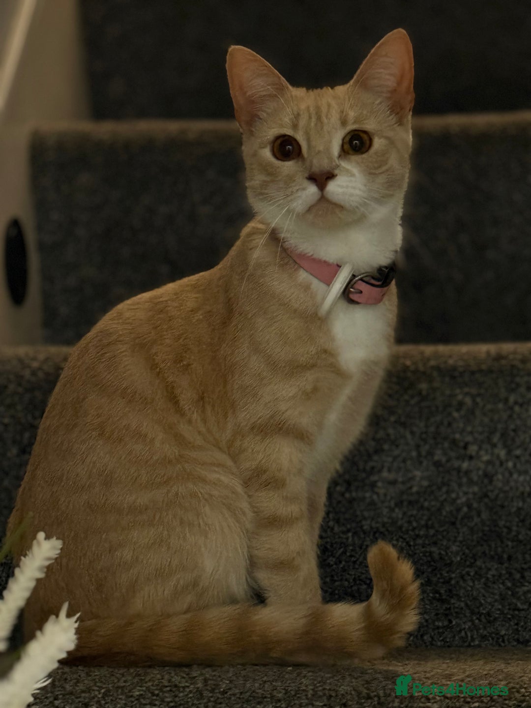 Mixed Breed cats for sale: Beautiful ginger cat  - Image 4