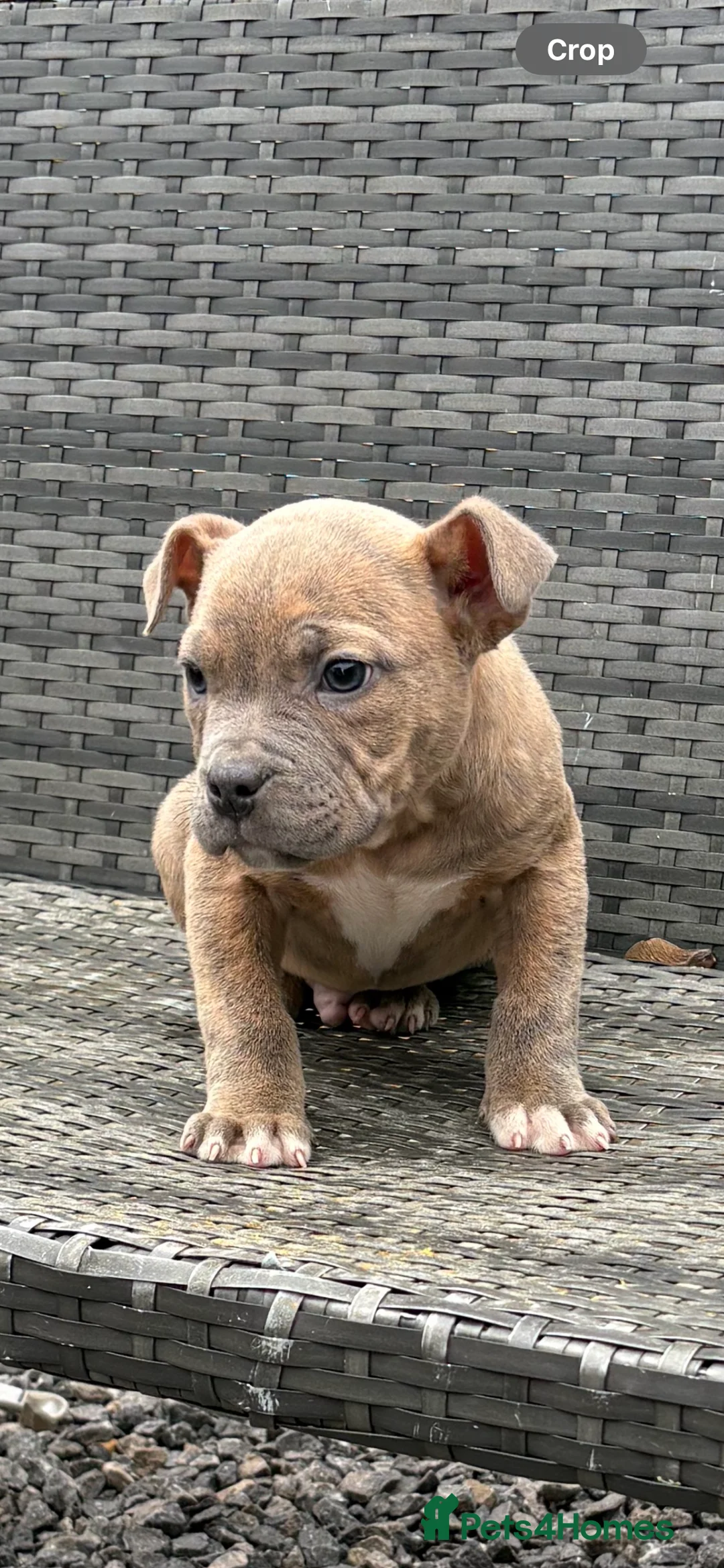Mixed Breed dogs for sale: Olde English Bulldog pups  - Advert 3