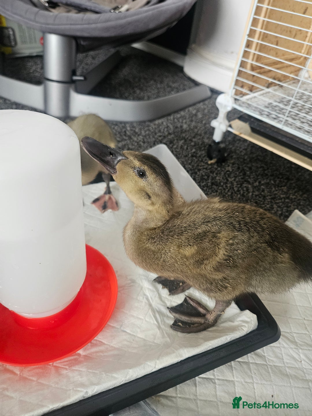Ducks poultry for sale: Ducklings for sale - Image 3
