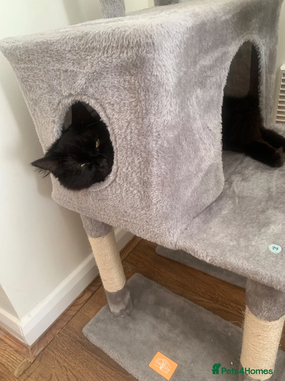 Ragdoll cats for sale: Salem  - Advert 2