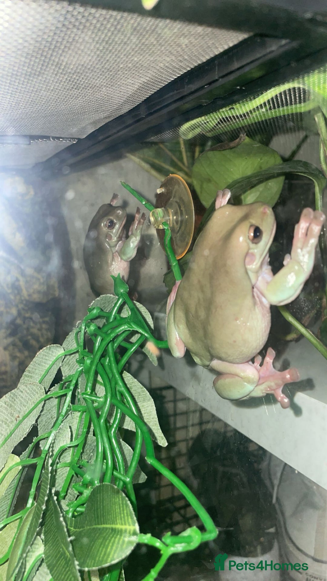 Frog reptiles for sale: Two Whites Tree Frogs and Exo Terra Terrarium  - Image 3
