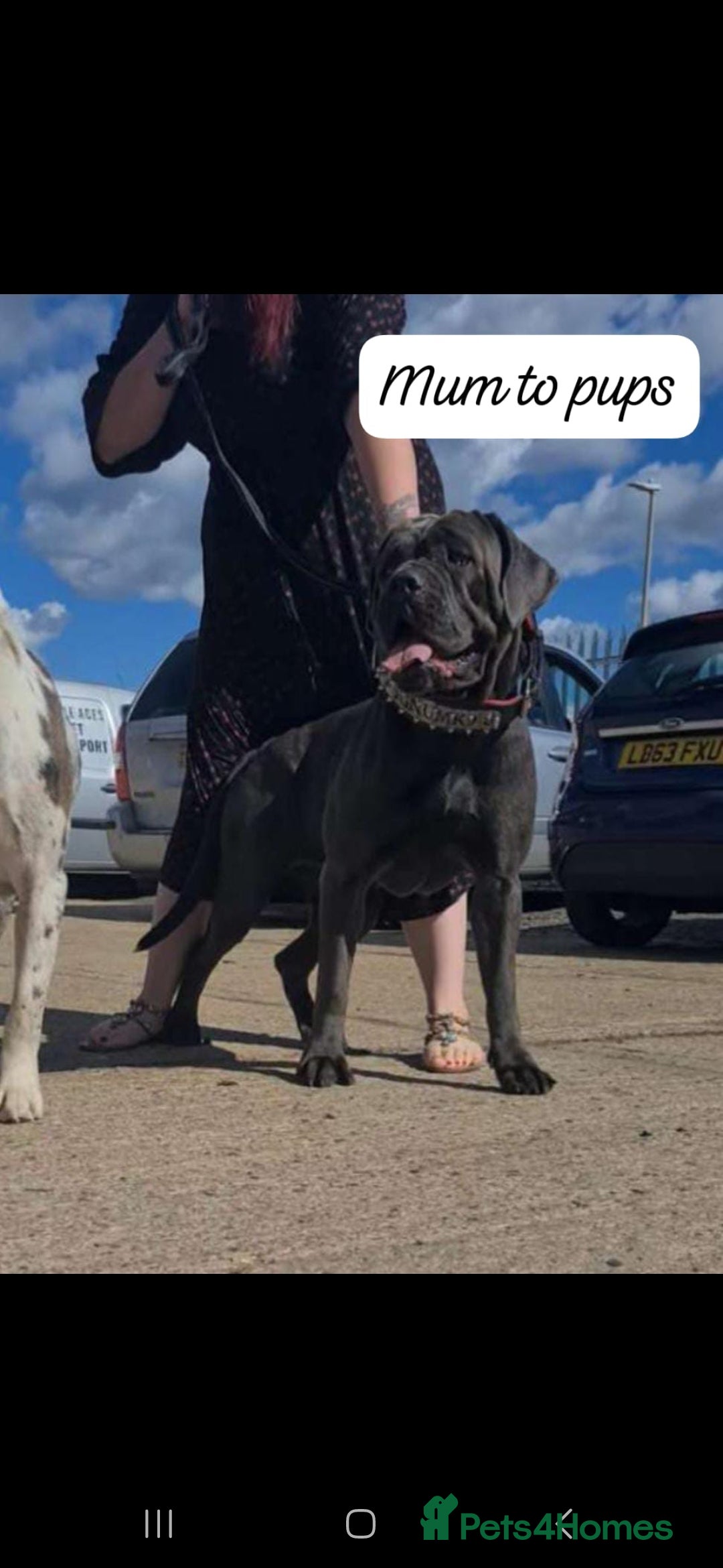 Mixed Breed dogs for sale: Beautiful Molesser Mastiff pups - Image 13