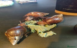 Snails invertebrates for sale: Giant African Snail babies - Image 4