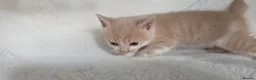 British Shorthair cats for sale: MIXED British Shorthair - Advert 25