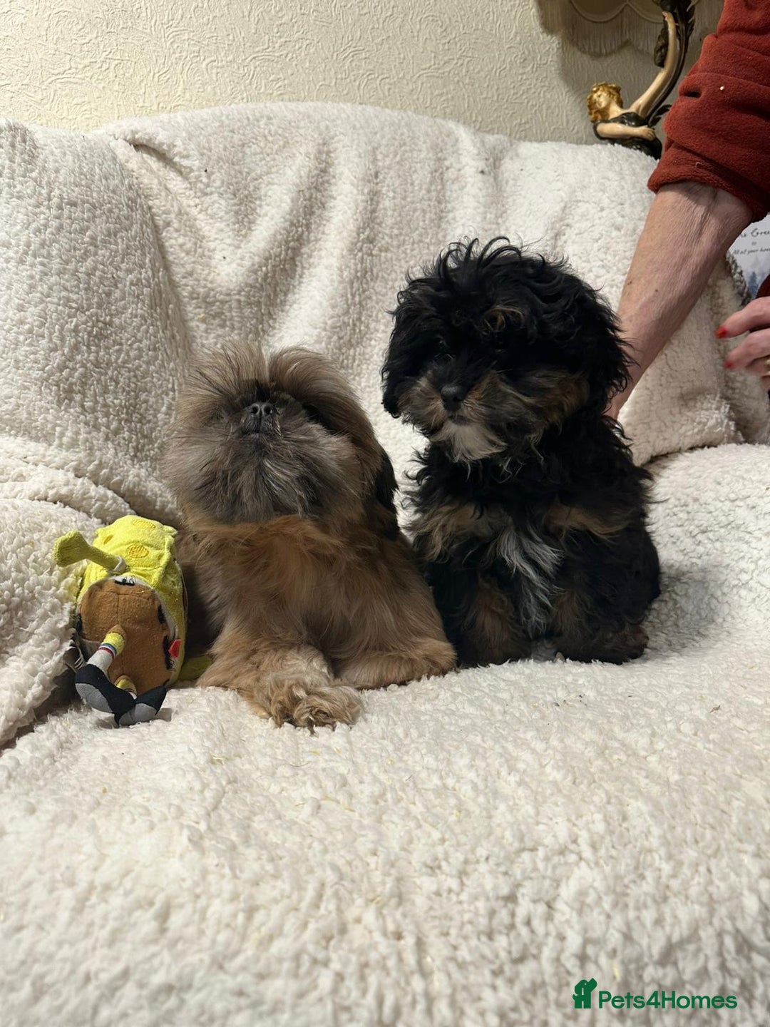 Shihpoo dogs for sale: Gorgeous shihpoo’s - Advert 12