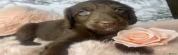 Labradoodle dogs for sale: Beautiful miniature labradoodle puppies - Advert 3