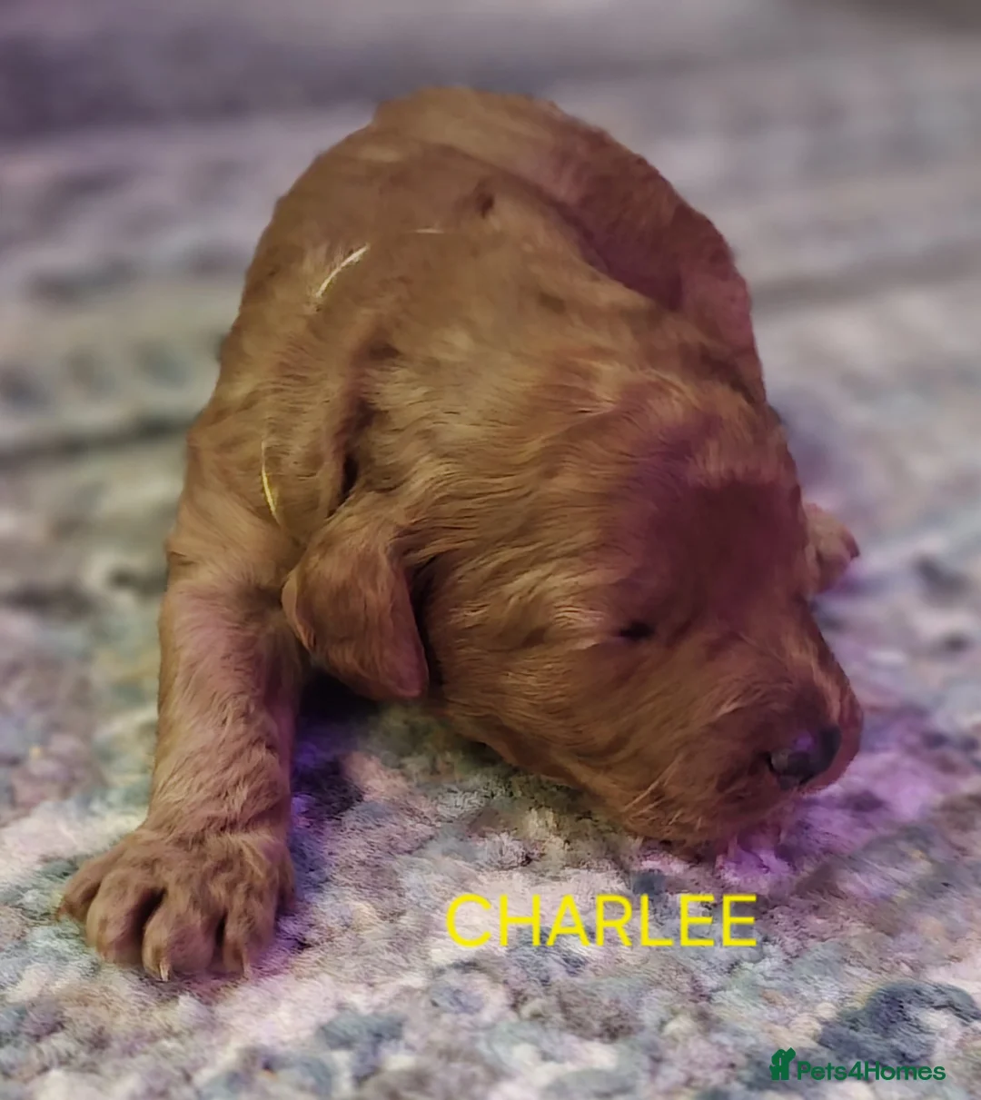 Cavapoo dogs for sale: Cavapoos Fb3. - Advert 16