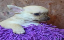 Chihuahua dogs for sale: CHIHUAHUA PUPPY  - Advert 4