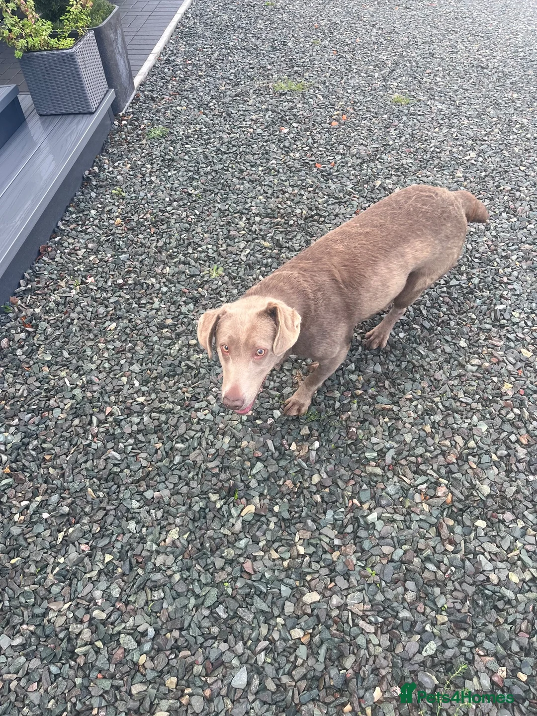 Labrador Retriever dogs for sale: Silver Labrador  - Advert 3