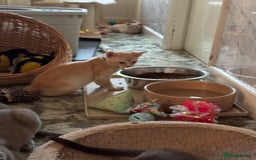 Burmese cats for sale: A fantastic litter of 7 Burmese babies  - Image 3