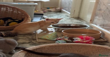 Burmese cats - Advert 4