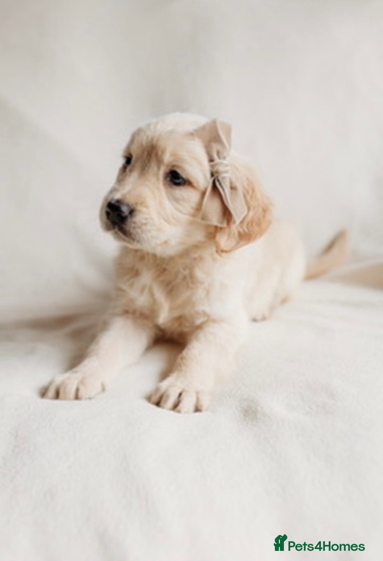 Mixed Breed dogs Golden flatties ❤️ ONLY LITTER IN UK ❤️ - Advert 1