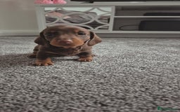 Miniature Dachshund dogs for sale: Beautiful choclate and tan bitch ❤️ 💜  - Advert 3