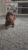 Miniature Dachshund dogs Beautiful choclate and tan bitch ❤️ 💜 - Advert 5