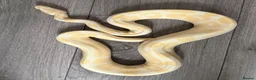 Python Snake reptiles for sale: Ball pythons various - Advert 1