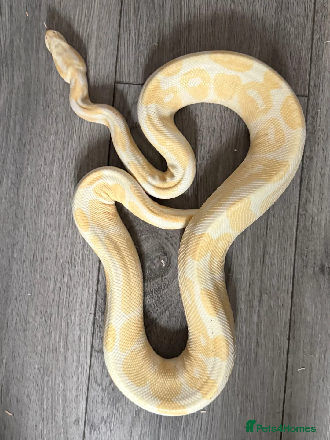 Python Snake reptiles for sale: Ball pythons various - Advert 1