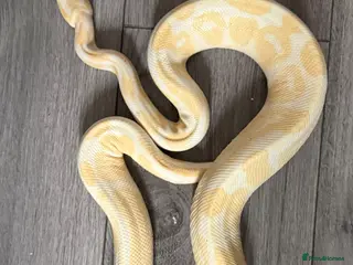 Python Snake reptiles Ball pythons various - Advert 1