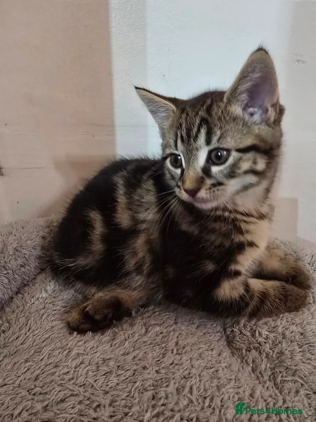 Maine Coon cats for sale: 7 beautiful Maine Coon X - Advert 11