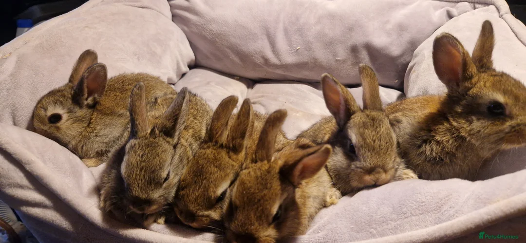 Mixed Breed rabbits for sale:   6 Gorgeous Ginger Male Bunnies for Sale 🐰 - Advert 10
