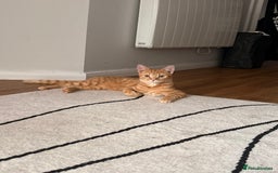 Bengal cats for sale: Bengal Kitten  - Image 1