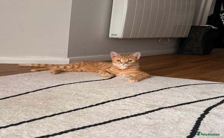 Bengal cats - Advert 3