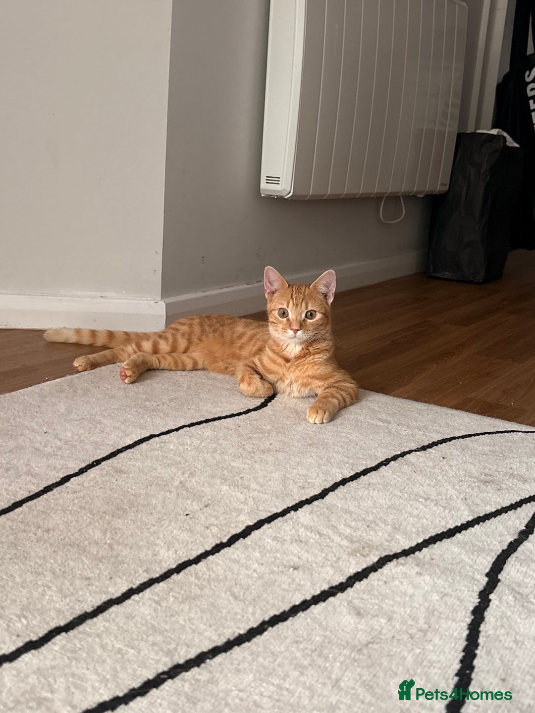 Bengal cats for sale: Bengal Kitten  - Image 1