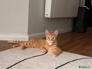 Bengal cats - Advert 1