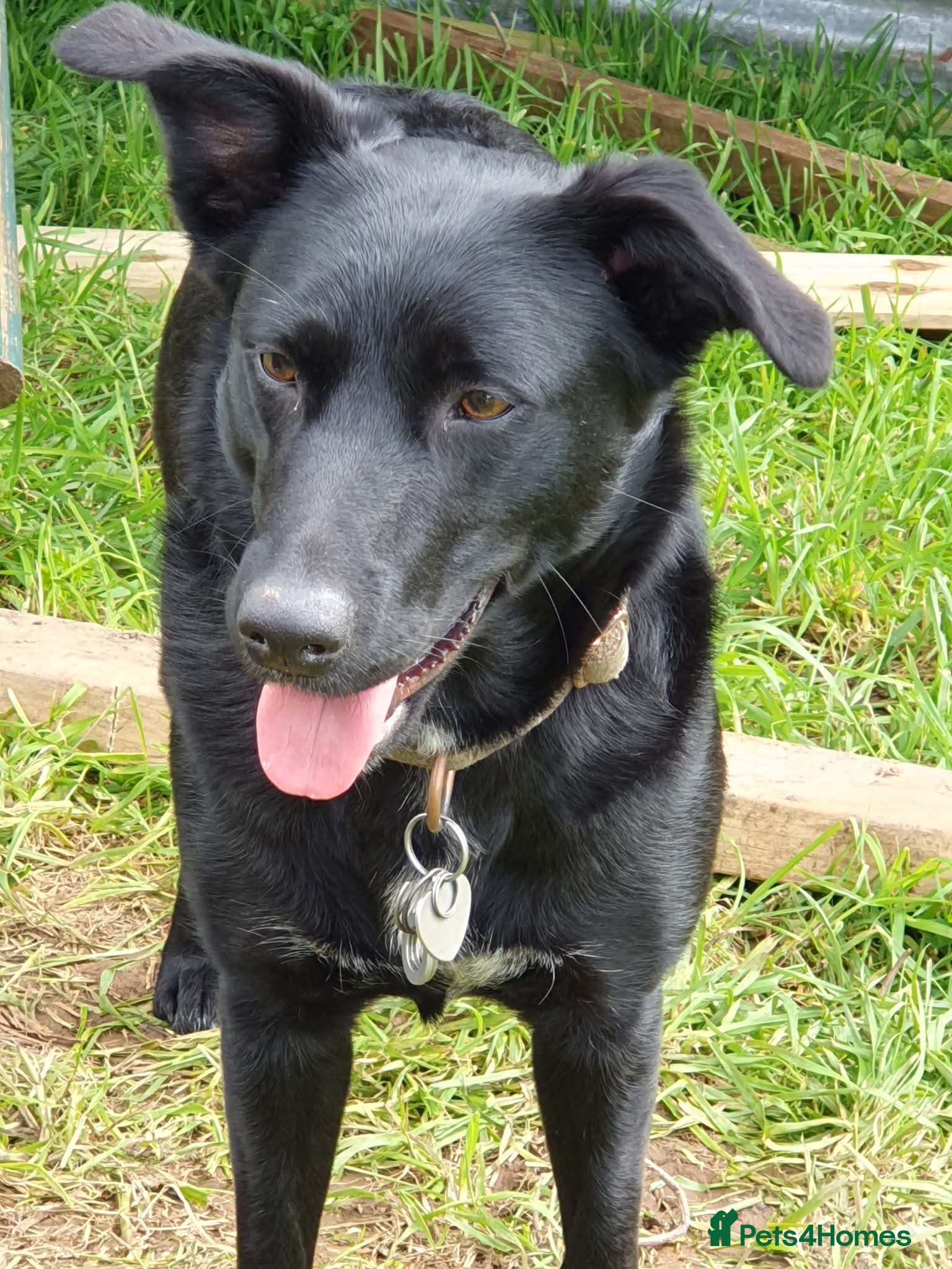 Mixed Breed dogs Lab quarter collie pups - Advert 1