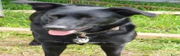 Mixed Breed dogs for sale: Lab quarter collie pups in Kingsbridge - Advert 1