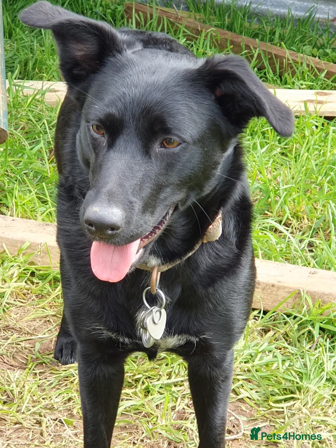 Mixed Breed dogs for sale: Lab quarter collie pups in Kingsbridge - Advert 1