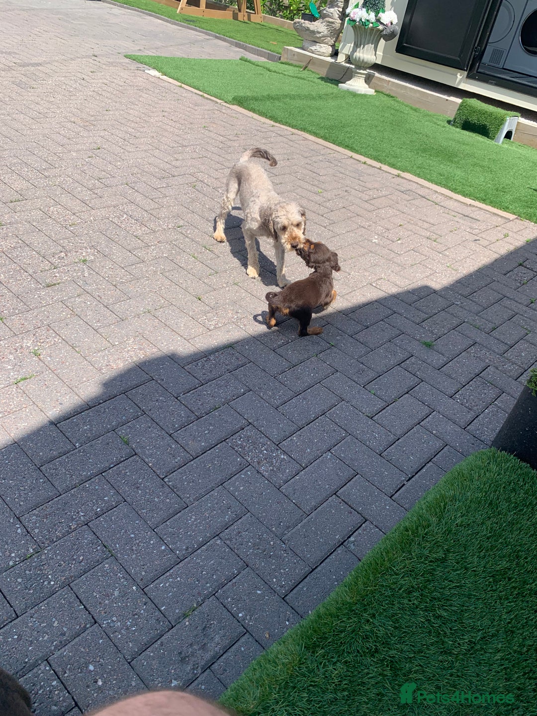 Cockapoo dogs for sale: ((Ready now))F1b cockerpoo puppies  - Image 12