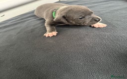 Staffordshire Bull Terrier dogs for sale: 9 chunky stuffy puppies - Image 10