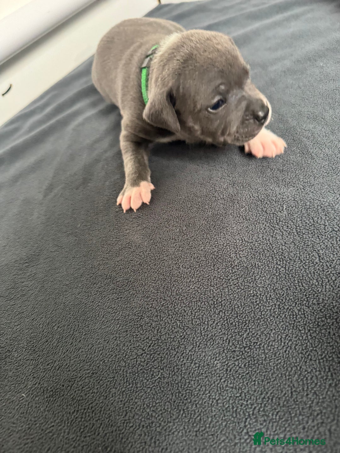 Staffordshire Bull Terrier dogs for sale: 9 chunky stuffy puppies - Image 10