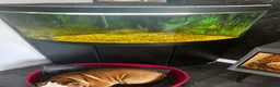 Piranhas fish for sale: Pair of piranhas and tank for sale  - Advert 3