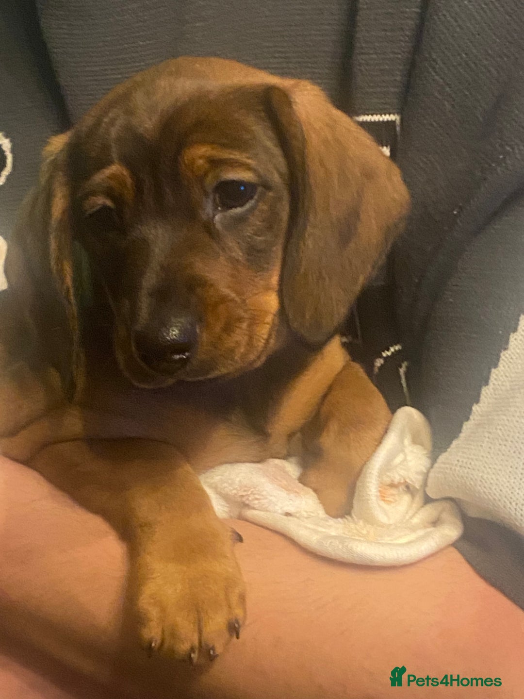 Dachshund dogs for sale: *1 beautiful dachshund girl left* - Advert 9