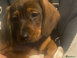 Dachshund dogs *1 beautiful dachshund girl left* - Advert 18